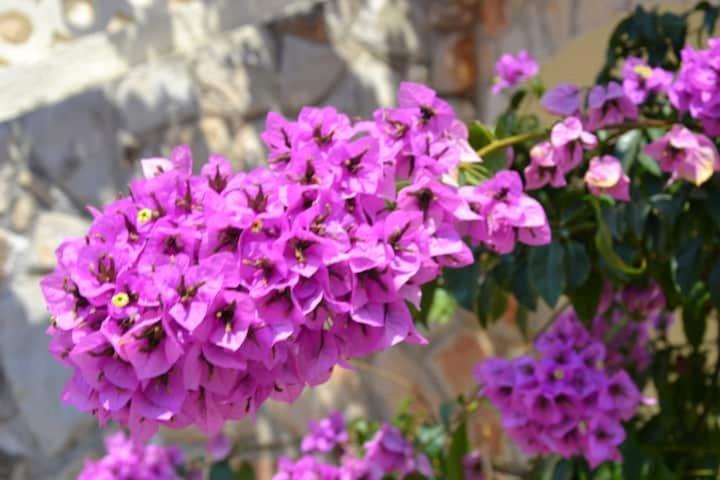 Villa Kadinela, 200M From Kamenjak, Huge Quiet Garden With Barbecue, 2 New Kitchens Premantura Buitenkant foto