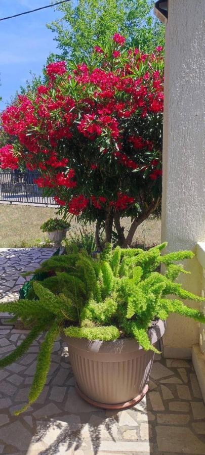 Villa Kadinela, 200M From Kamenjak, Huge Quiet Garden With Barbecue, 2 New Kitchens Premantura Buitenkant foto